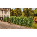 Noch 21547 Thuja-Hecke  Spur H0, TT, N